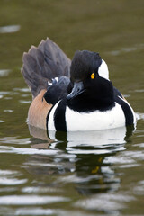 Male hooded merganser (Lophodytes cucullatus), a beautiful diving duck, on a pond in Sarasota, Florida
