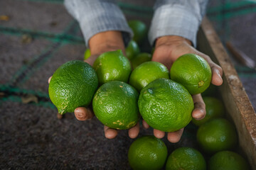 Farmer holding freshly picked green limes from sustainable farm