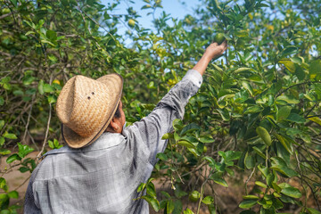 Farmer picking lemons in sustainable ecological organic farm