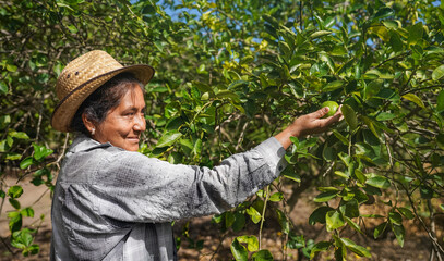 Latin american farmer harvesting organic lemons in sustainable farm © Ivan Muñoz Colorado
