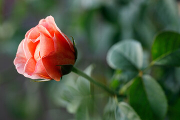 Pink orange beautiful blooming roses in garden, Selective focus.