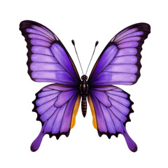 Purple butterfly with transparent background