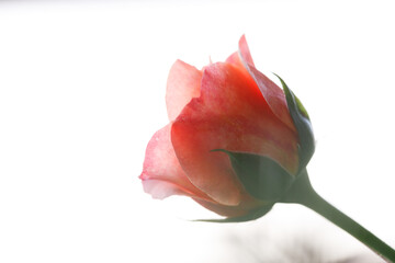 Pink orange beautiful blooming roses in garden, Selective focus.