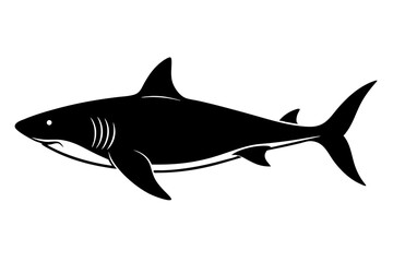 shark illustration