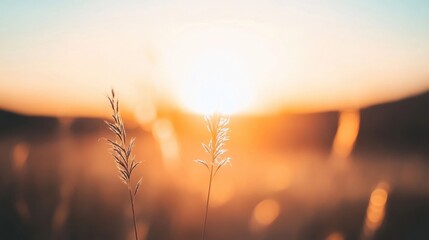 Wild grass sways gently in a field as the sun sets, casting a warm glow across the landscape during an evening of serenity