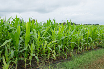 Green Maize Corn Field Plantation in Summer Agricultural Season. Close up of corn on the cob in a field.