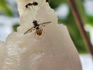 Water apple eaten by insects. Insects are eating the juice of the water apple.