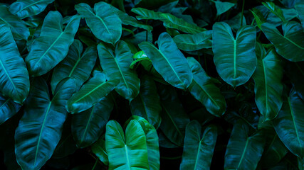 Full Frame of Green Leaves Pattern Background, Nature Lush Foliage Leaf Texture, tropical leaf.