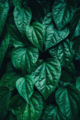 Fototapeta premium abstract tropical leaf textures on dark tone, natural green background.