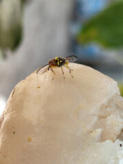 Water apple eaten by insects. Insects are eating the juice of the water apple.