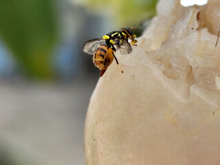 Water apple eaten by insects. Insects are eating the juice of the water apple.