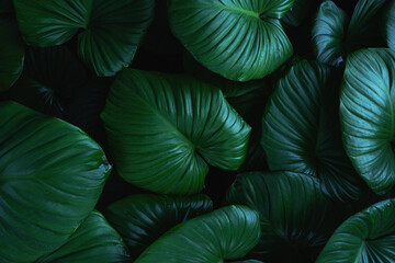 closeup nature view of green leaf texture, dark wallpaper concept, nature background, tropical leaf.