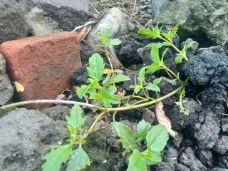 planting of the plants