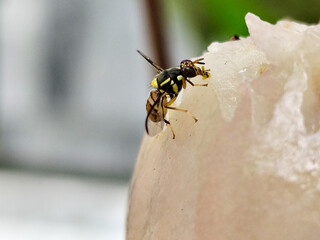 Water apple eaten by insects. Insects are eating the juice of the water apple.