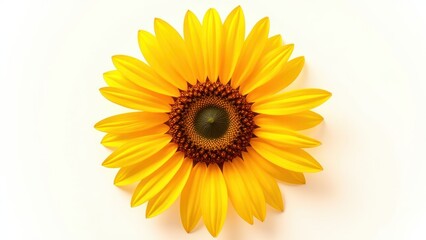 Fototapeta premium Golden-yellow sunflower with a rich, dark-brown center nestled amidst vibrant green foliage, captured from above in full bloom