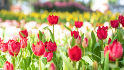 Blooming red tulip flowers with water drop in the garden