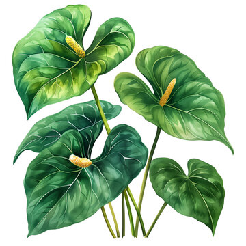 green anthurium plants watercolor style clip art preview