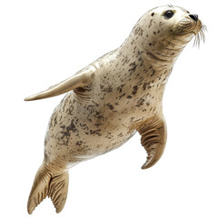 Seal swimming underwater with flippers extended on transparent background clipart