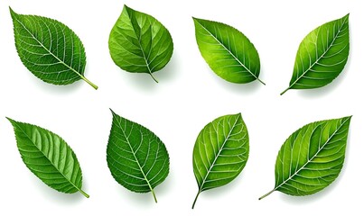 Elegant watercolor illustrations of lush green leaves, showcasing intricate details and vibrant hues for botanical design inspiration.