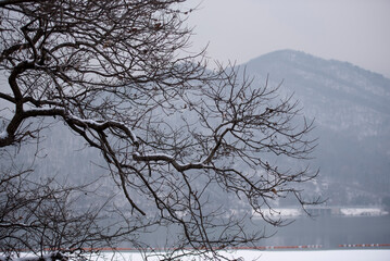 눈 쌓인 겨울나무