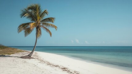 A serene beach scene featuring a lone palm tree beside clear blue waters and a white sandy shore under a clear sky.