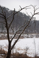 눈 덮힌 호수와 메마른 나무