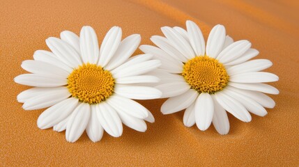 Fototapeta premium Two Daisies on Orange Background