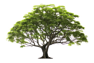 Obraz premium A tropical rain tree featuring a dense, leafy crown, demonstrating a variety of shades of green. The sturdy trunk is adorned with rough