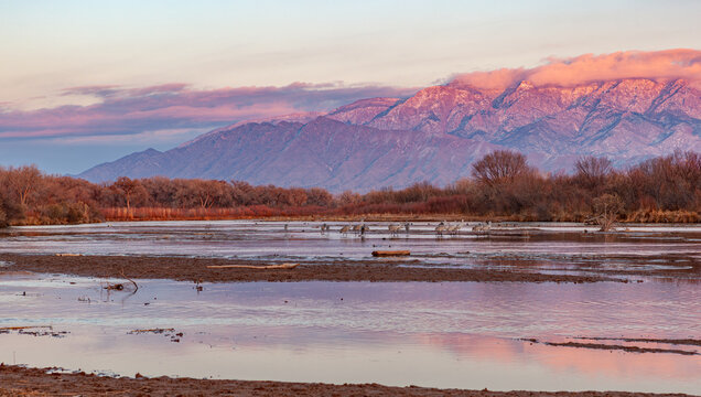 Sandhill cranes at Rio Grande, Albuquerque, New Mexico