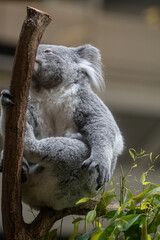木の上でくつろぐ可愛いコアラ