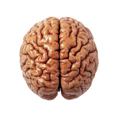 Naklejka premium 3D Render of a Human Brain Showing Detailed Cerebral Cortex Structure, Isolated on Transparent and White Background