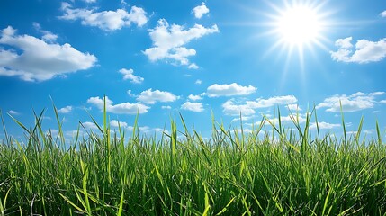 Obraz premium Lush Spring Garden with Vibrant Green Grass Under Blue Sky