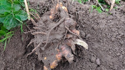 Freshly Harvested Turmeric Roots