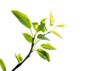 Fototapeta premium An upward view of a young sprout reaching for the sky, with soft sunlight illuminating its leaves. The sprout represents the resilience of nature.