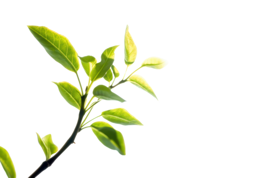 An upward view of a young sprout reaching for the sky, with soft sunlight illuminating its leaves. The sprout represents the resilience of nature.