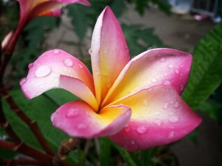 A close-up of pink and yellow flowers with pink and white blooms in a vibrant garden