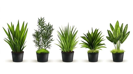 Elegant hand-drawn grass blades, intricate vector illustration, showcasing delicate details and natural forms, perfect for design projects.