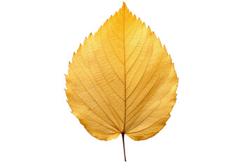Autumn yellow alder leaf showcasing intricate natural textures and prominent veins, gently placed on a soft gray beige background, creating a warm and inviting fall aesthetic.