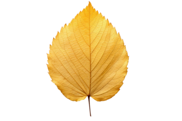Autumn yellow alder leaf showcasing intricate natural textures and prominent veins, gently placed on a soft gray beige background, creating a warm and inviting fall aesthetic.