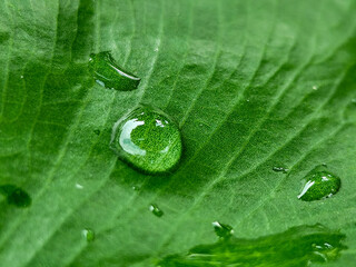 Fresh green taro leaves with splashes of rainwater. Taro leaves are a very unique ornamental plant,...