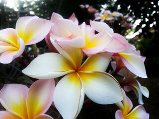 A beautiful frangipani and plumeria flower bloom on a tropical tree with white, pink, and yellow petals in a sunny garden