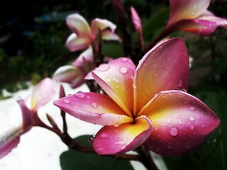 A close-up of pink and yellow flowers with pink and white blooms in a vibrant garden