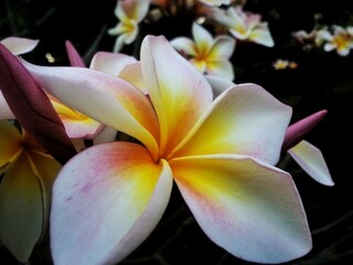 frangipani plumeria flower