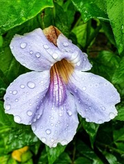 Pink flower with rain drops closeup in a garden during spring