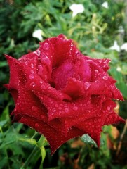 red rose with water drops