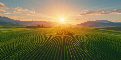 Fototapeta premium Dramatic drone view of sunrise over organic crops in a fertile landscape