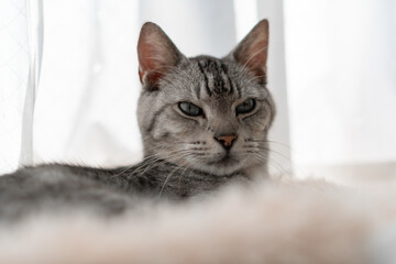 窓辺でくつろぐ可愛い猫　サバトラ猫