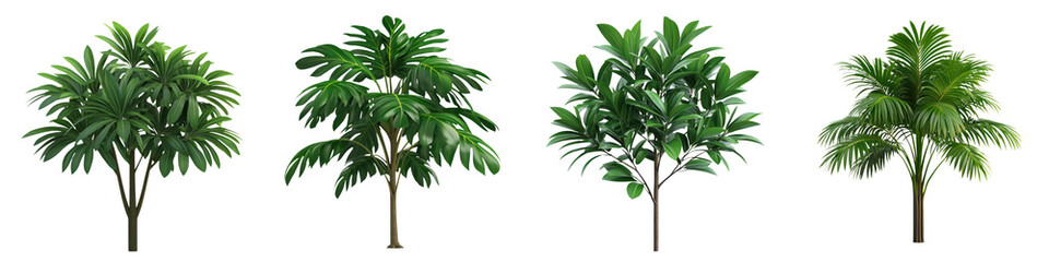 Tropical rainforest trees with rich foliage, showcasing vibrant greenery and diverse shapes