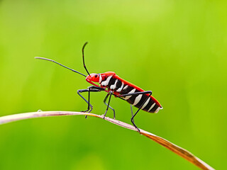 The cotton bollard 
The cotton bollard bug is a pest for cotton plant