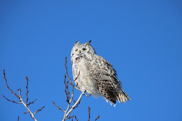 horned owl